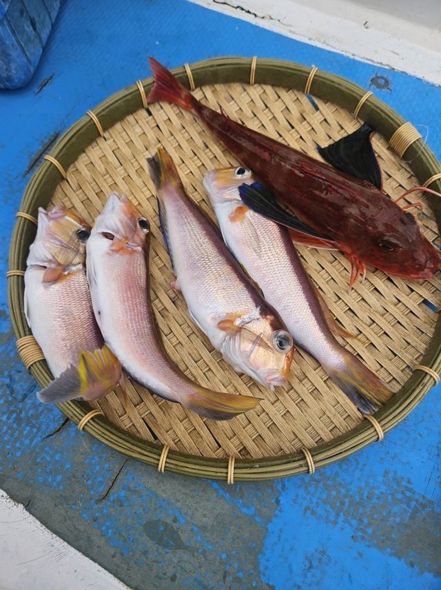 アマダイ(アカアマダイ)