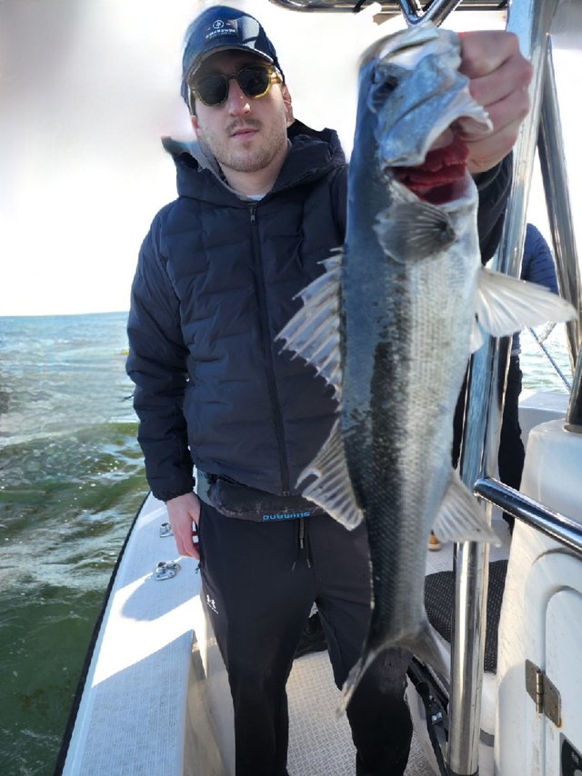 シーバス(スズキ)