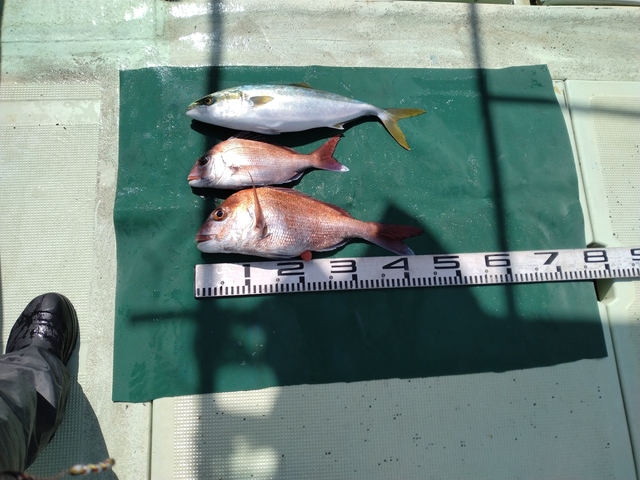 マダイ・ハマチ(ブリ)