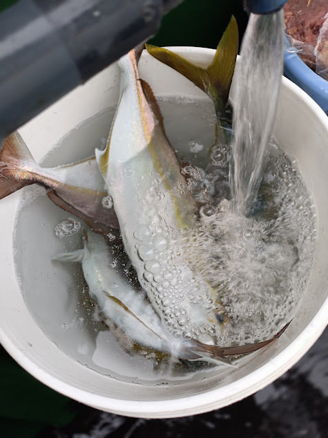 ネイリ(カンパチ)