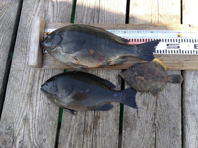 クチブトグレ(メジナ)