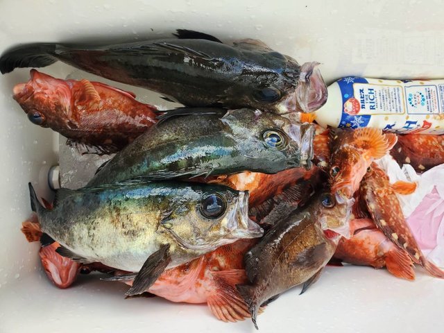 ガシラ(カサゴ)・メバル