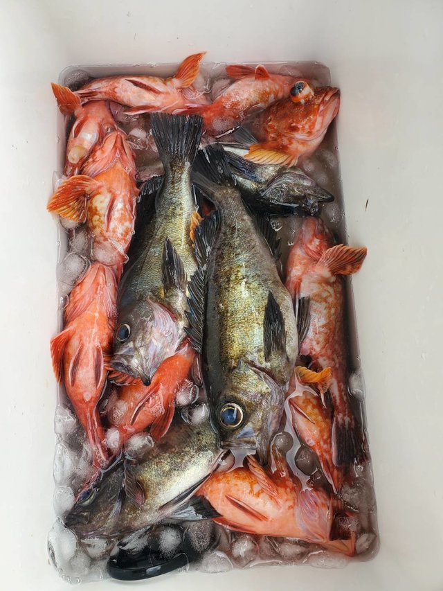 ガシラ(カサゴ)・メバル