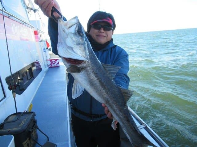 シーバス(スズキ)