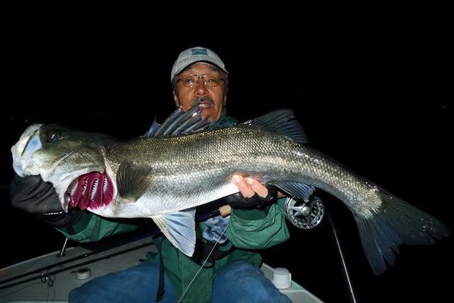 シーバス(スズキ)