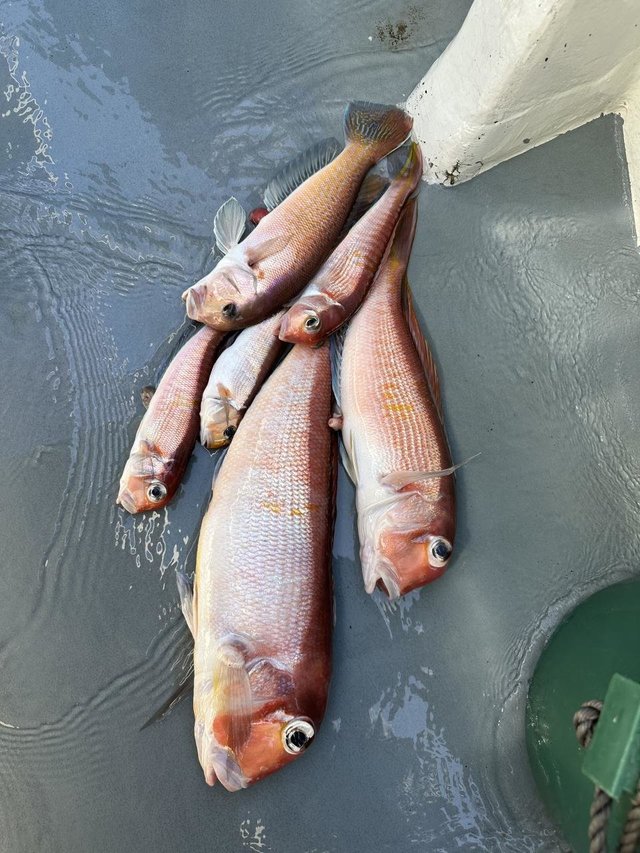 アマダイ(アカアマダイ)・キアマダイ