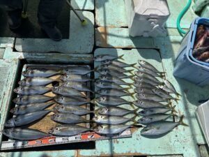 マアジ・ハマチ(ブリ)・マサバ