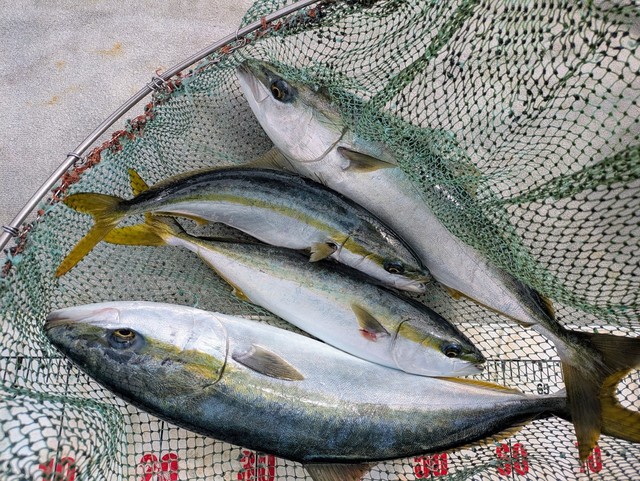 ハマチ(ブリ)・メジロ(ブリ)