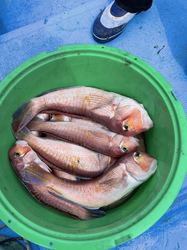 アマダイ(アカアマダイ)