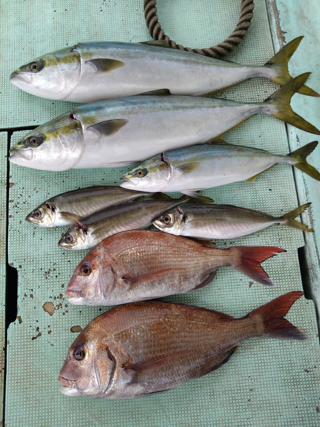 タイ(マダイ)・アジ(マアジ)・ハマチ(ブリ)・メジロ(ブリ)