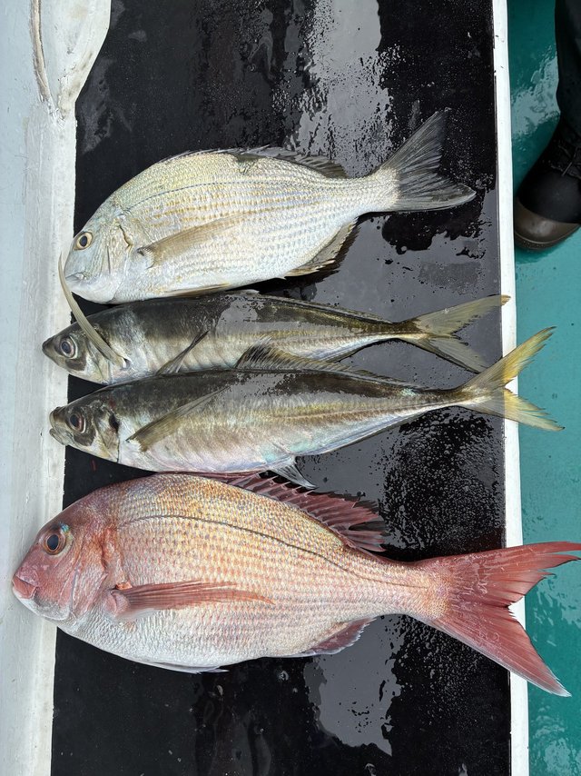 マダイ・マアジ