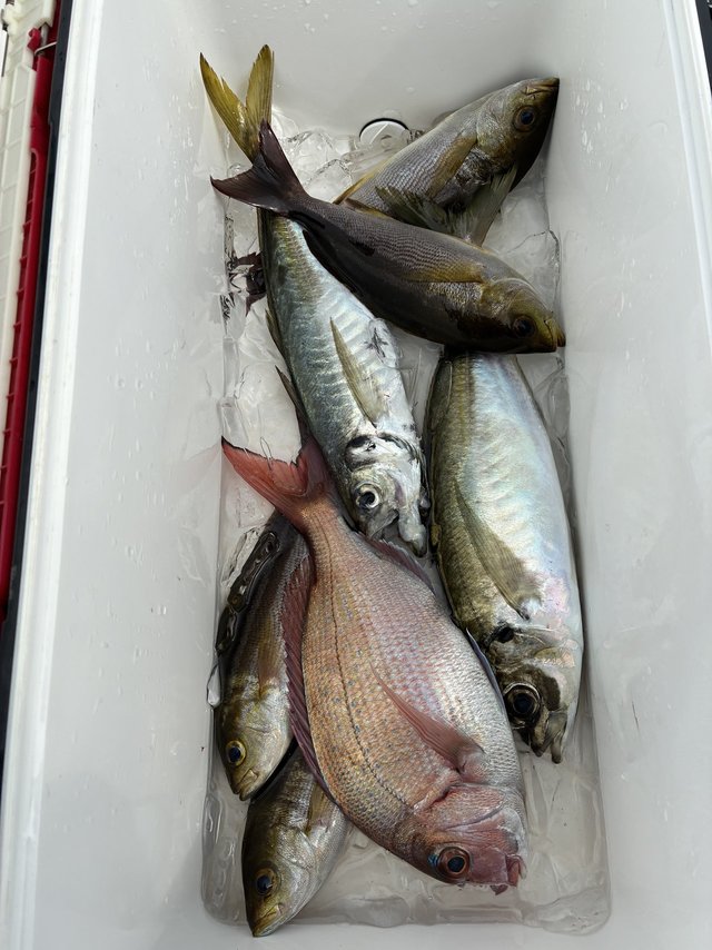 マダイ・マアジ