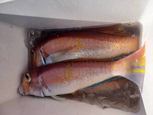 アマダイ(アカアマダイ)