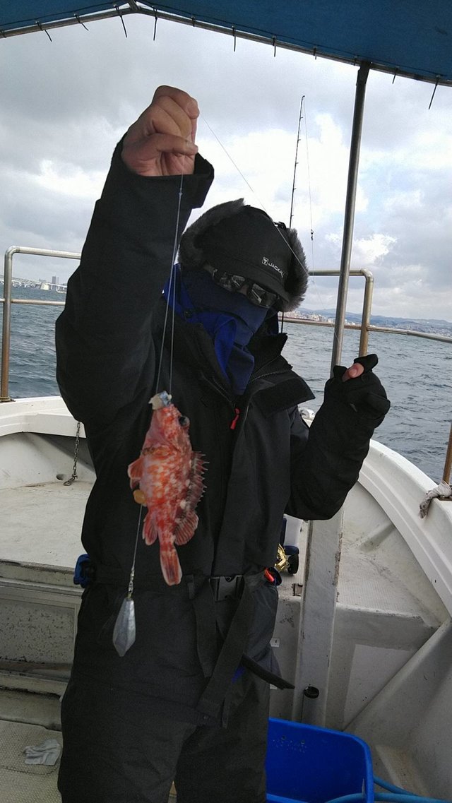 ガシラ(カサゴ)