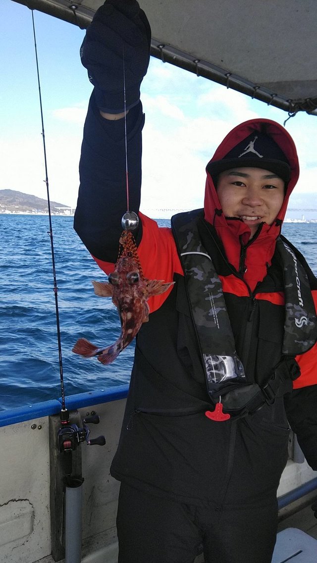 ガシラ(カサゴ)