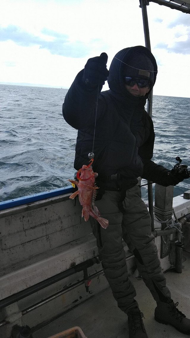 ガシラ(カサゴ)