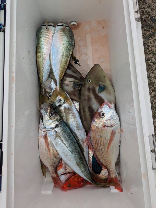 ハナダイ(チダイ)・アジ(マアジ)・ウマズラ(ウマヅラハギ)