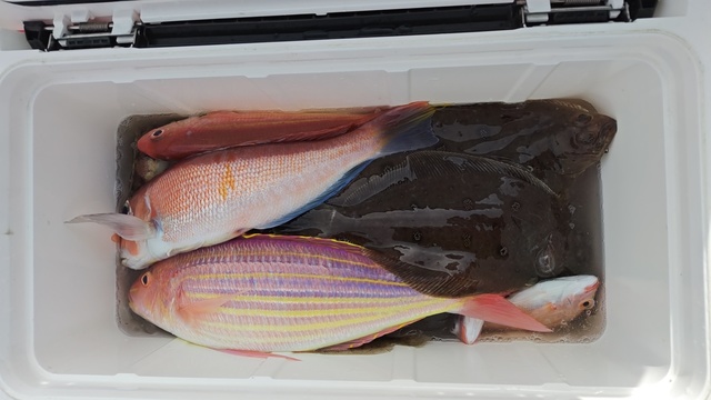 アマダイ(アカアマダイ)・ムシガレイ