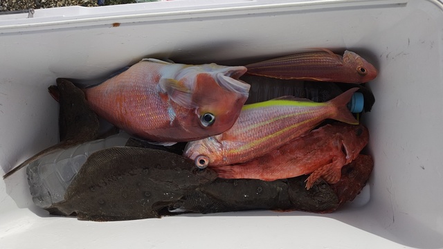 アマダイ(アカアマダイ)