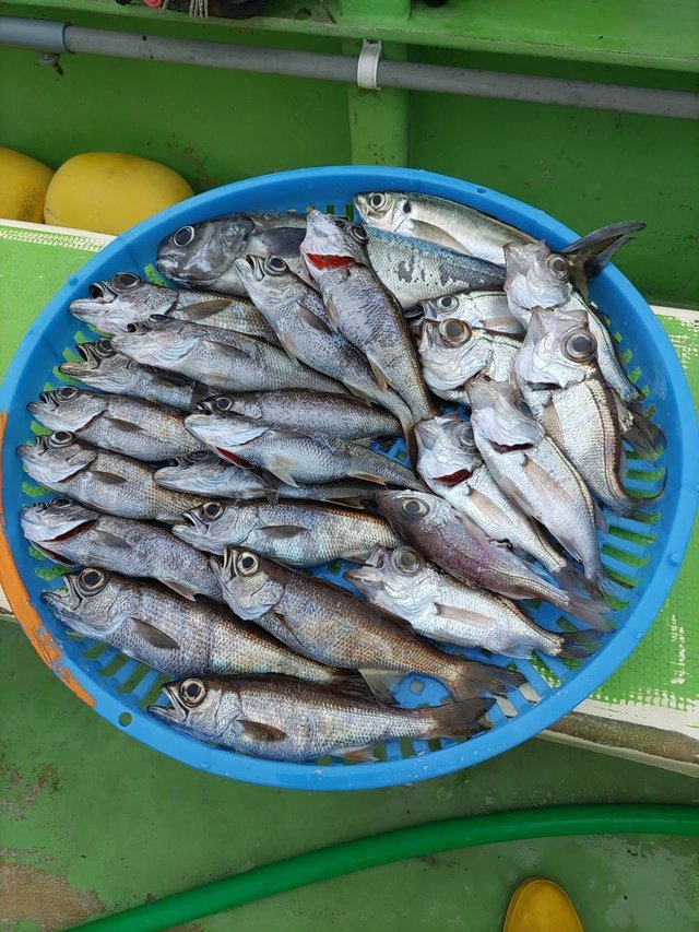 アジ(マアジ)・クロムツ・メダイ・シロムツ(オオメハタ)