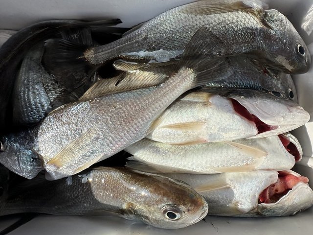 イシモチ(シログチ)