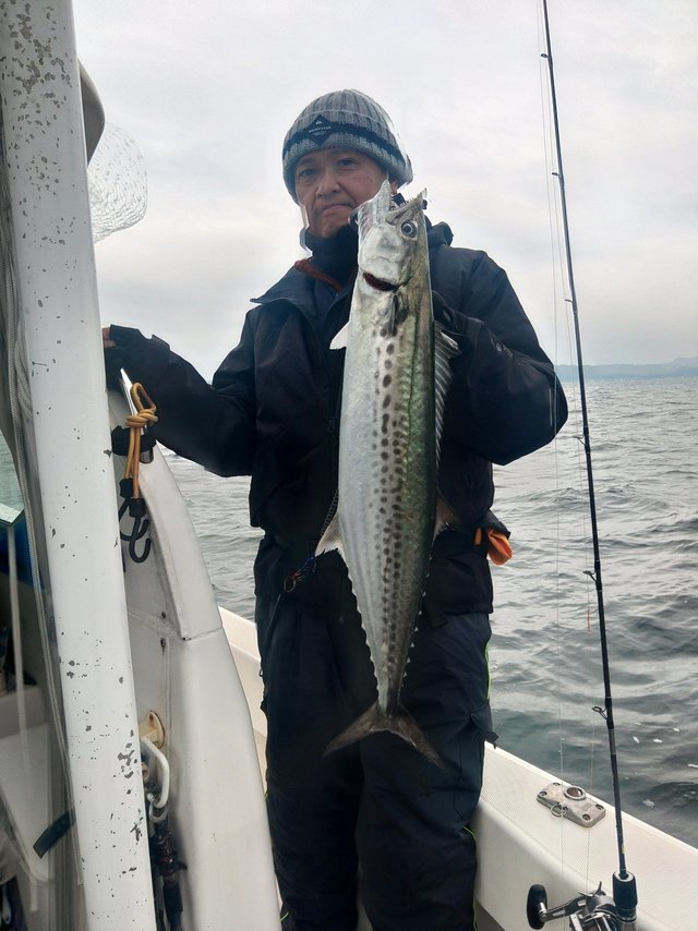 サゴシ(サワラ)