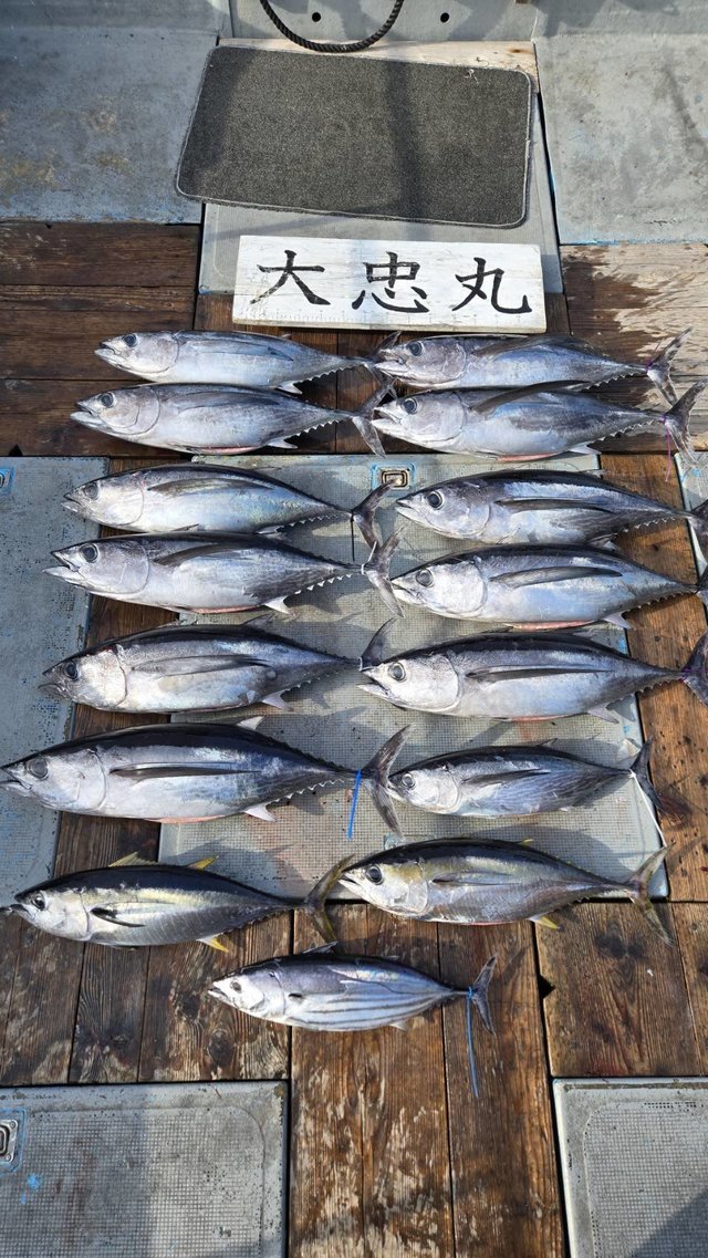 トンボ(ビンナガ)・キメジ(キハダ)・カツオ