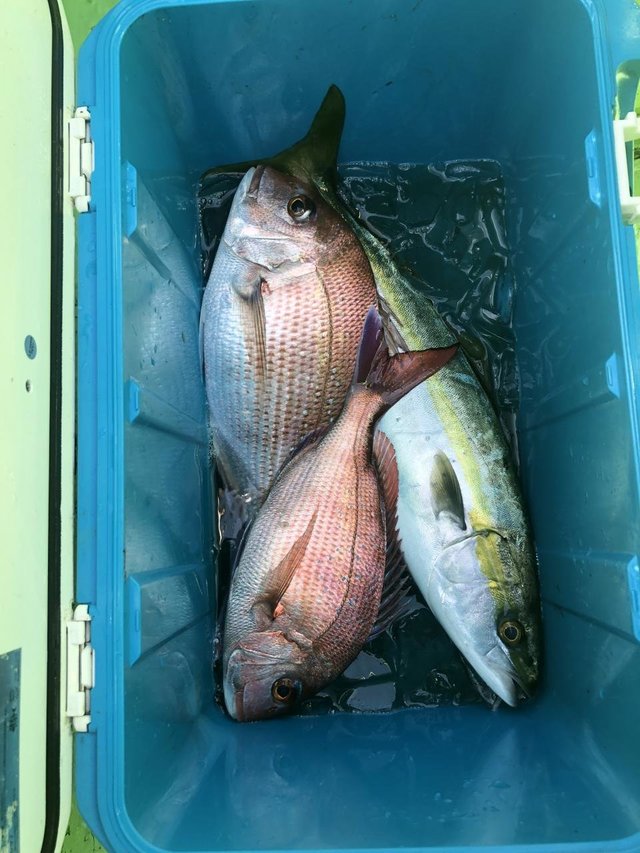 マダイ・イナダ(ブリ)