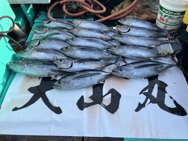 ビンチョウマグロ(ビンナガ)