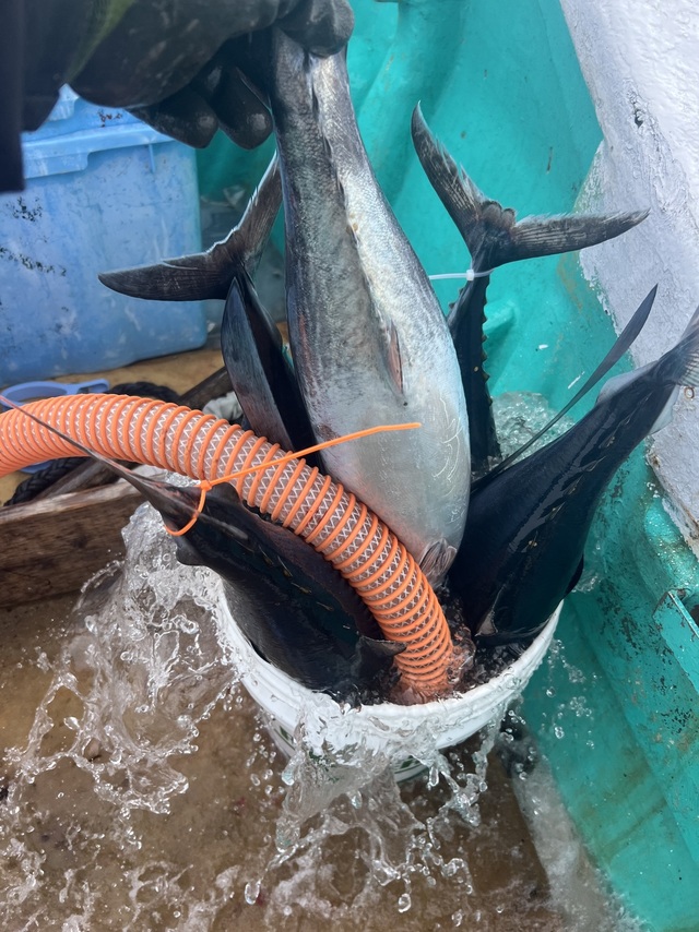 ビンチョウマグロ(ビンナガ)