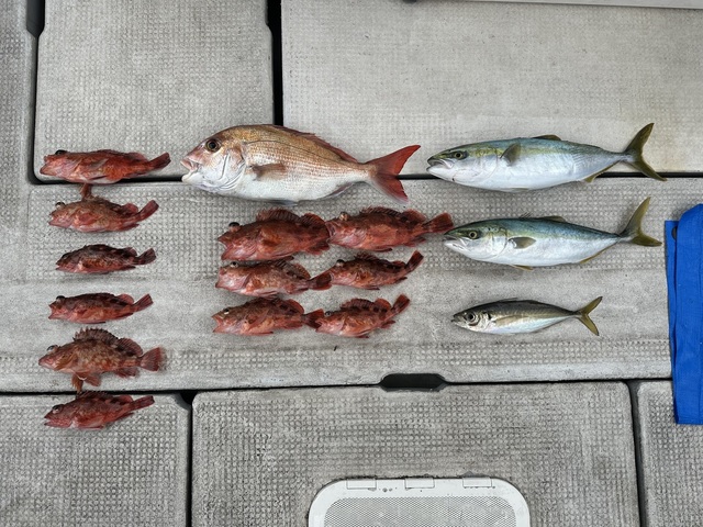 マダイ・アジ(マアジ)・ハマチ(ブリ)・ガシラ(カサゴ)