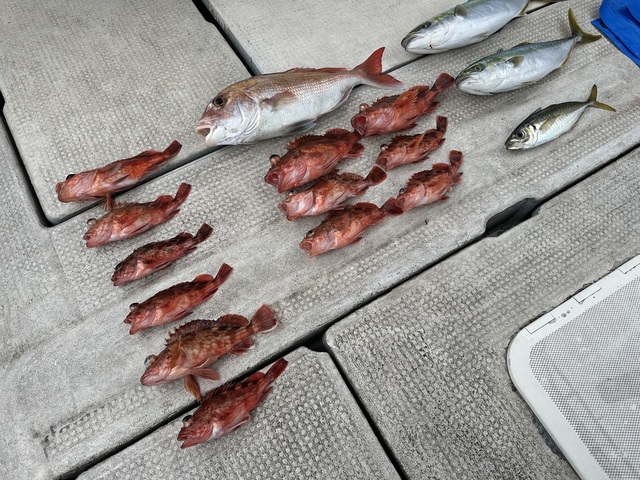 マダイ・アジ(マアジ)・ハマチ(ブリ)・ガシラ(カサゴ)