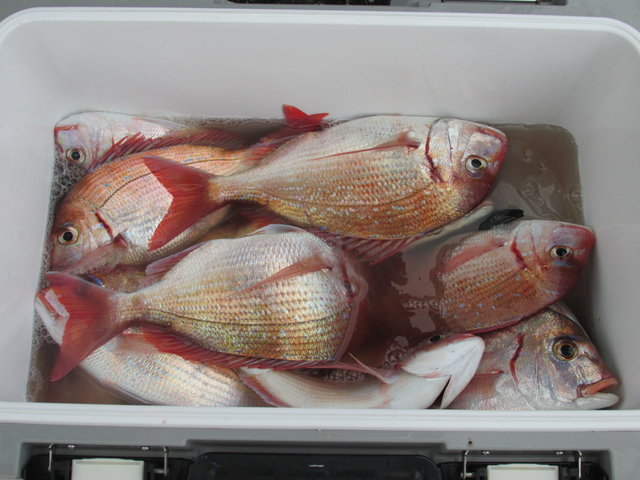 ハナダイ(チダイ)