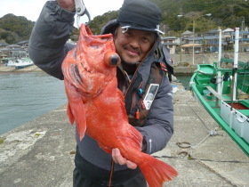 ベニアコウ(オオサガ)