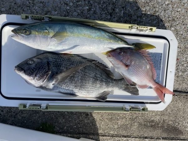 マダイ・クロダイ・イナダ(ブリ)