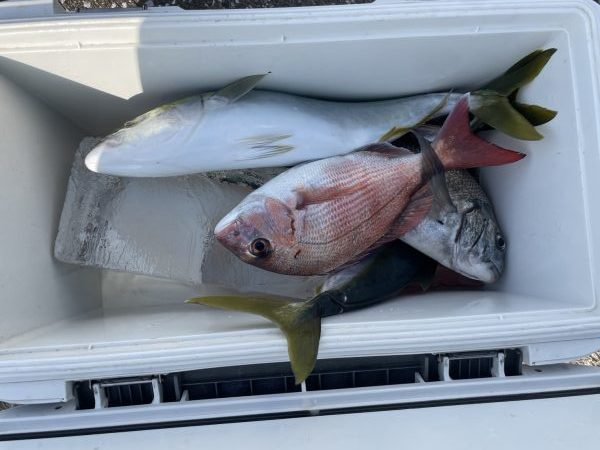 マダイ・クロダイ・イナダ(ブリ)