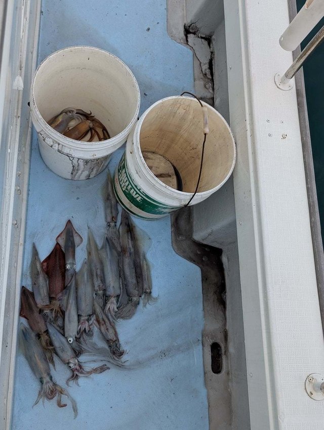 ケンサキイカ・ヤリイカ・スルメイカ