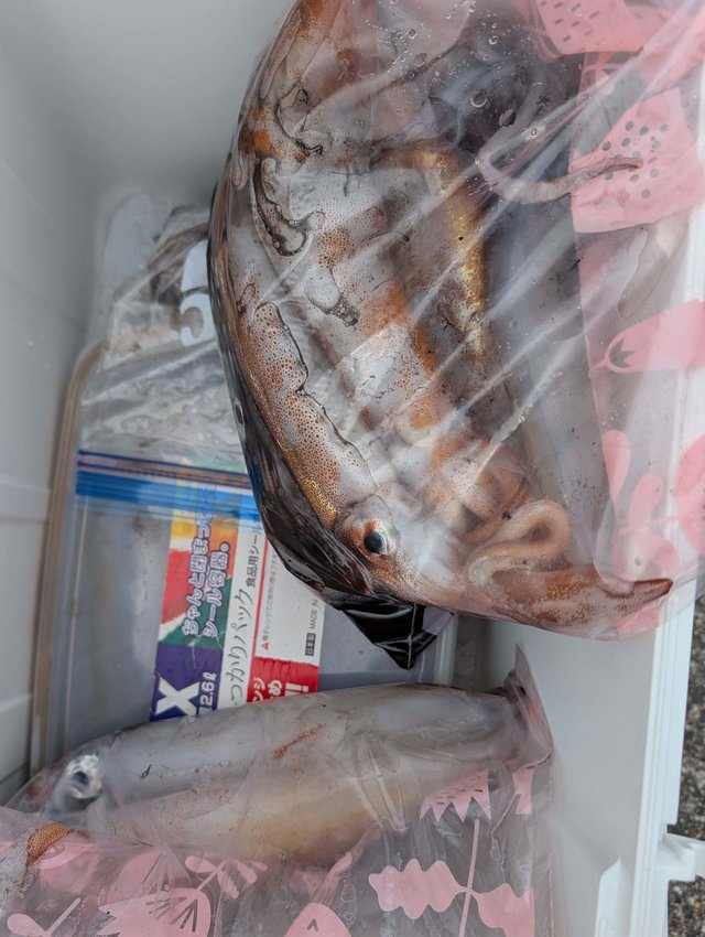 ケンサキイカ・ヤリイカ・スルメイカ