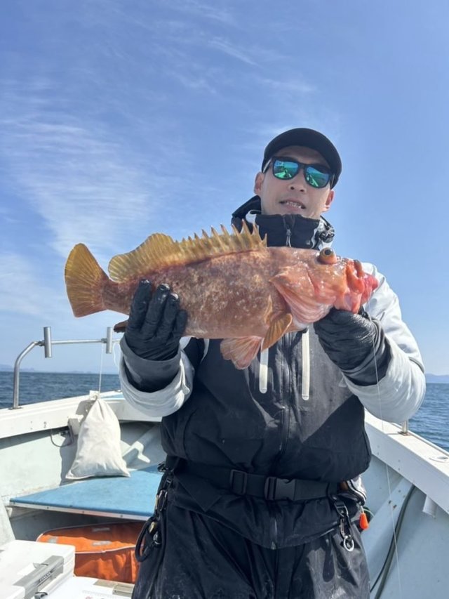 アコウ(キジハタ)