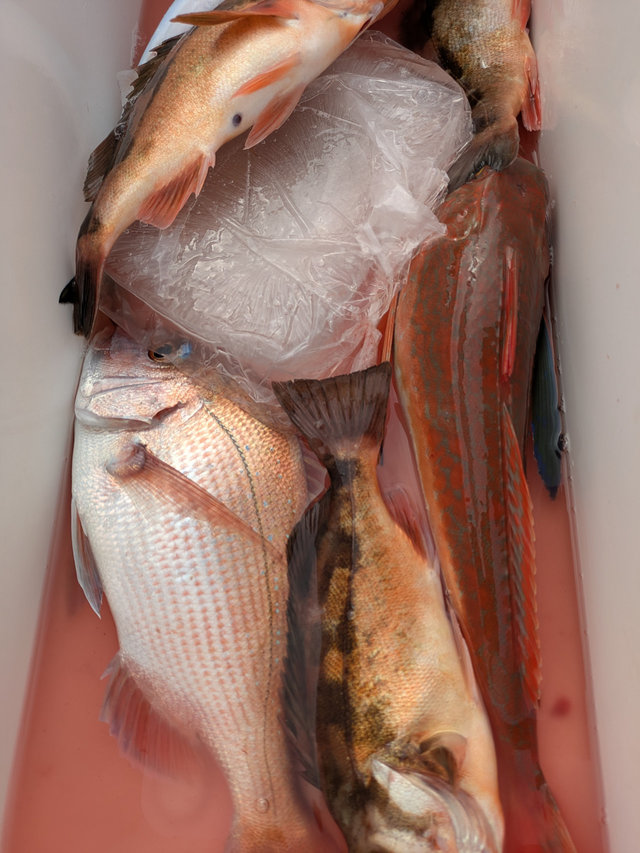 マダイ・ウスメバル・ホウボウ