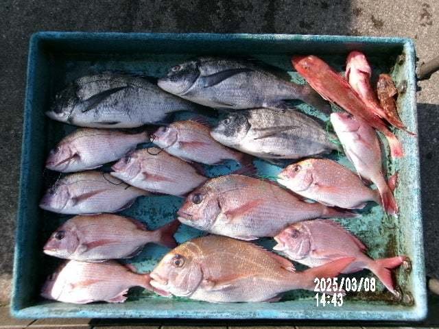 マダイ・クロダイ・ホウボウ