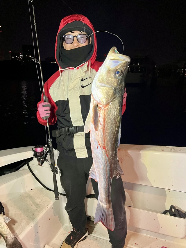 シーバス(スズキ)