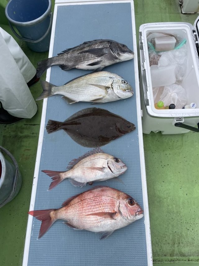 マダイ・ハナダイ(チダイ)・クロダイ・ヘダイ・メジナ