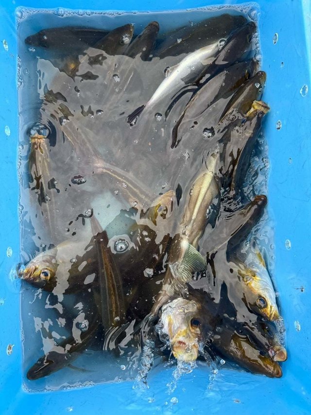 マダイ・イサキ・ウマズラ(ウマヅラハギ)