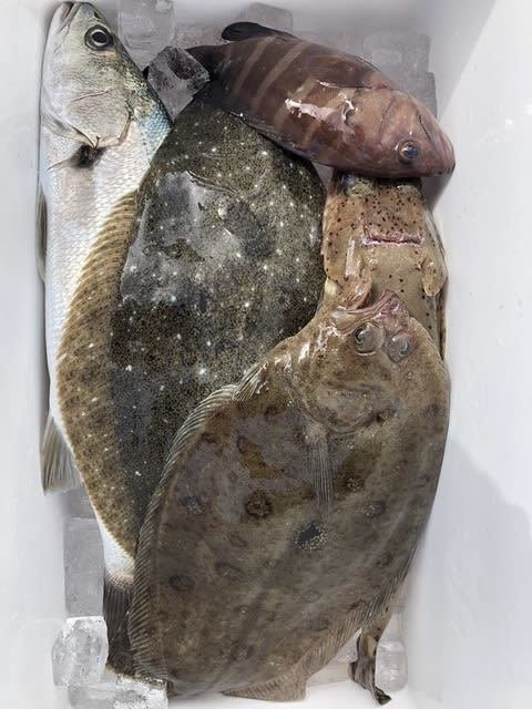 マハタ・ニベ・ワニゴチ・ヒラメ