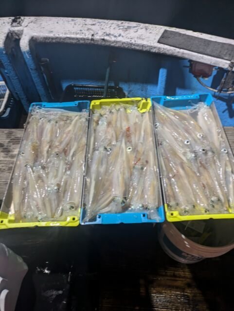 マイカ(ケンサキイカ)