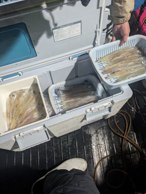 マイカ(ケンサキイカ)