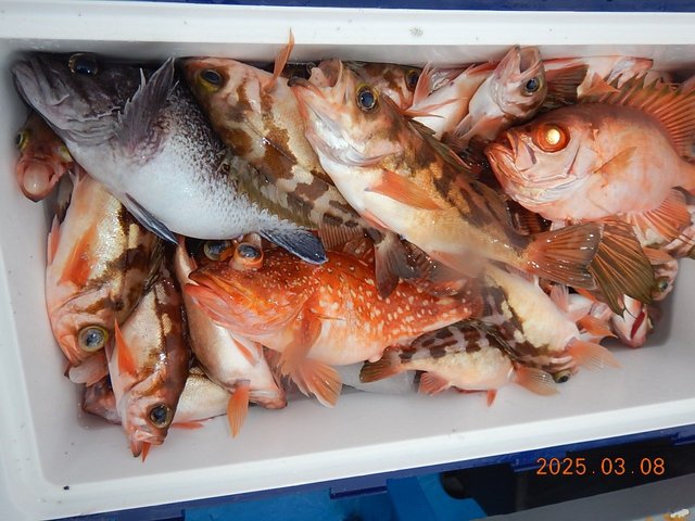 カサゴ・メバル・マゾイ(キツネメバル)