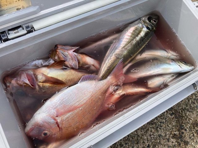 マダイ・ハナダイ(チダイ)・アジ(マアジ)