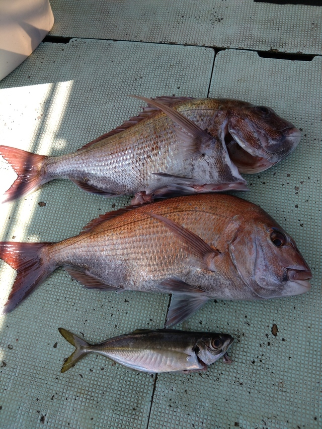 タイ(マダイ)・アジ(マアジ)